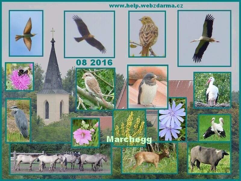 Marchegg 2016