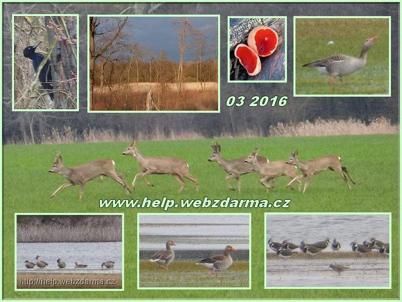 Morava2016