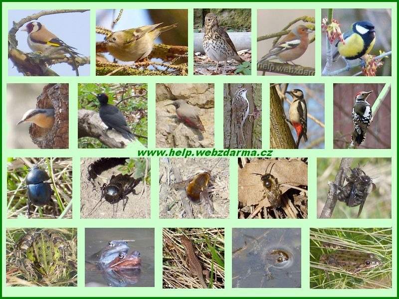 fauna 2 2016