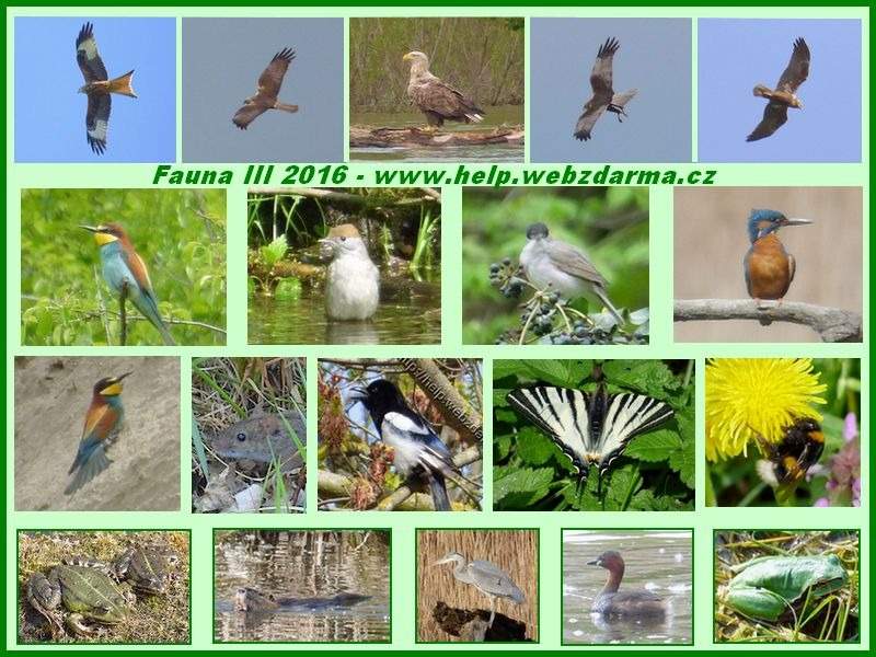 fauna 3 2016
