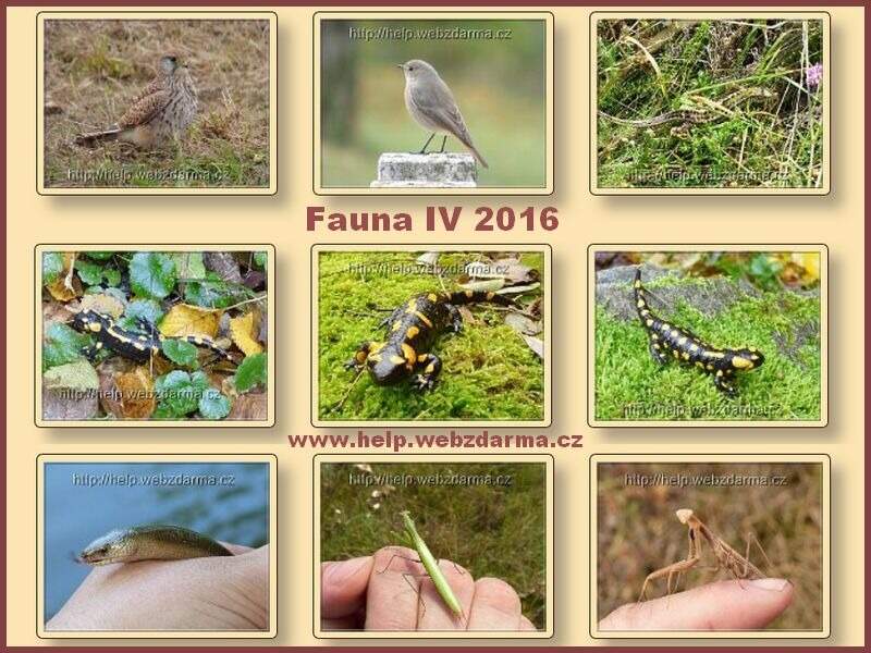 fauna 4 2016