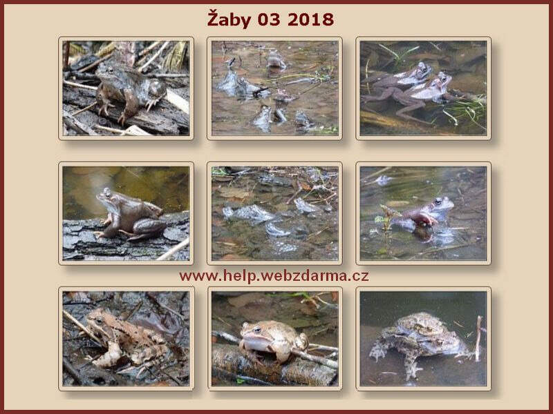zaby