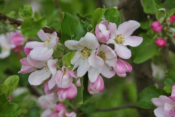 Kvetou jabloně - 2.5.2021