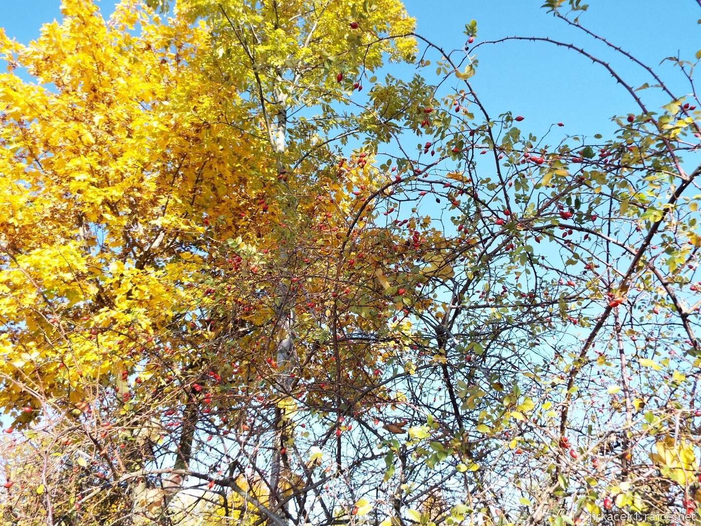 cesta z Hradiska do Přestavlk 09 - krásy podzimu