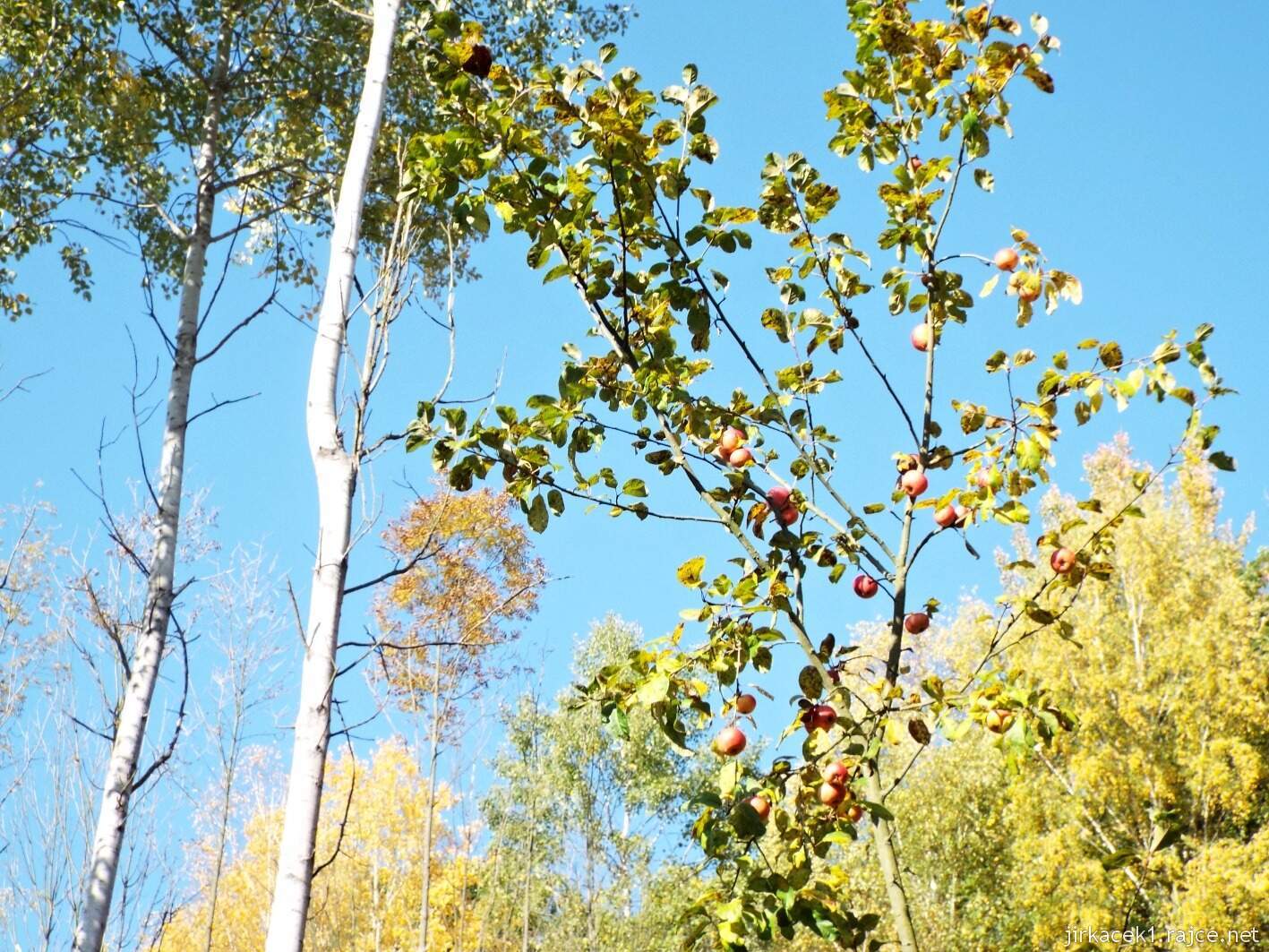 cesta mezi Přestavlky a Krčmaní 07 - jabloň mezi břízami