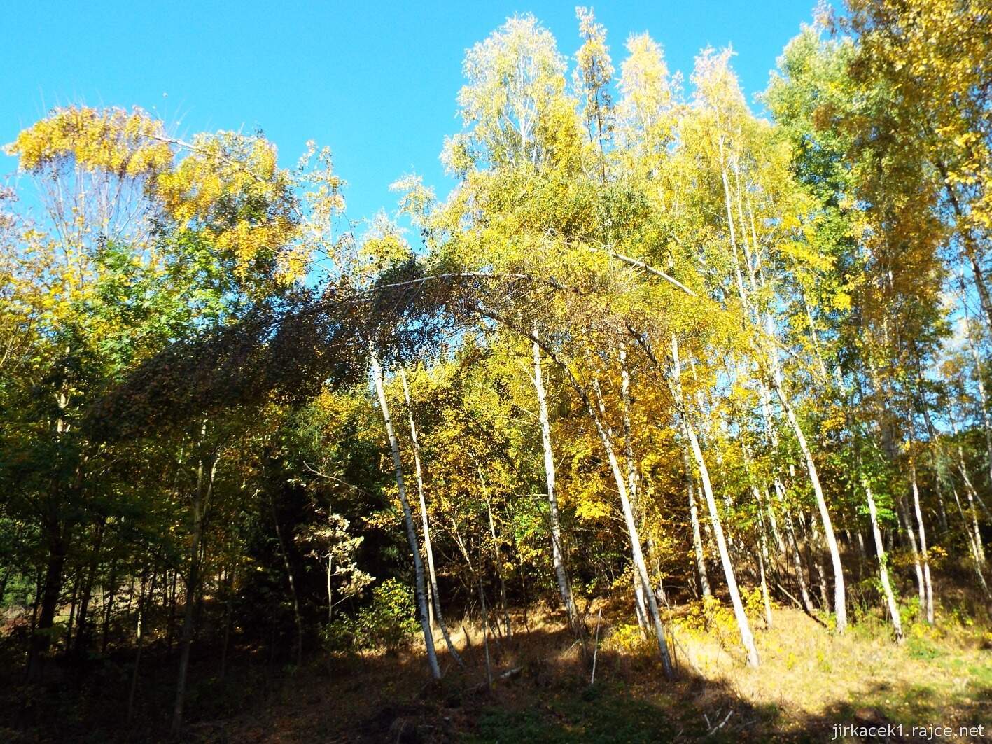 cesta mezi Přestavlky a Krčmaní 33 - březový háj v údolí