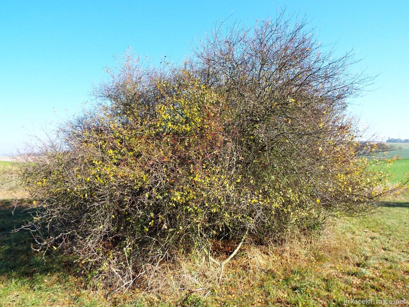 Krčmaň - přírodní památka U bílých hlín