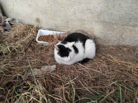 28.12.2021 - Oznamovatelka nám nahlásila, že v objektu statku v Kobylí se před několika dny objevila nová kočka, podle toho jak se chová - nedovede si najít úkryt, bezradně zůstává na stejném místě, to vypadá, že není zvyklá na pobyt venku a je pravděpodobné, že ji sem někdo vyvezl. Zkoušíme na FB, zda kočku někdo nepozná.
