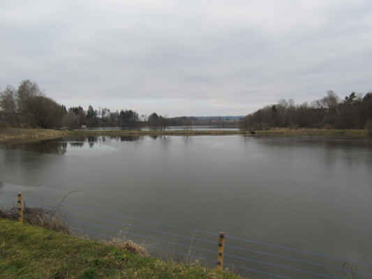 dostáváme se k vodě - Dvorecký rybník - byl vybudován v letech 1960-65 jako biologické nádrž na splaškové vody z mlékárny, která zanikla v roce 2007