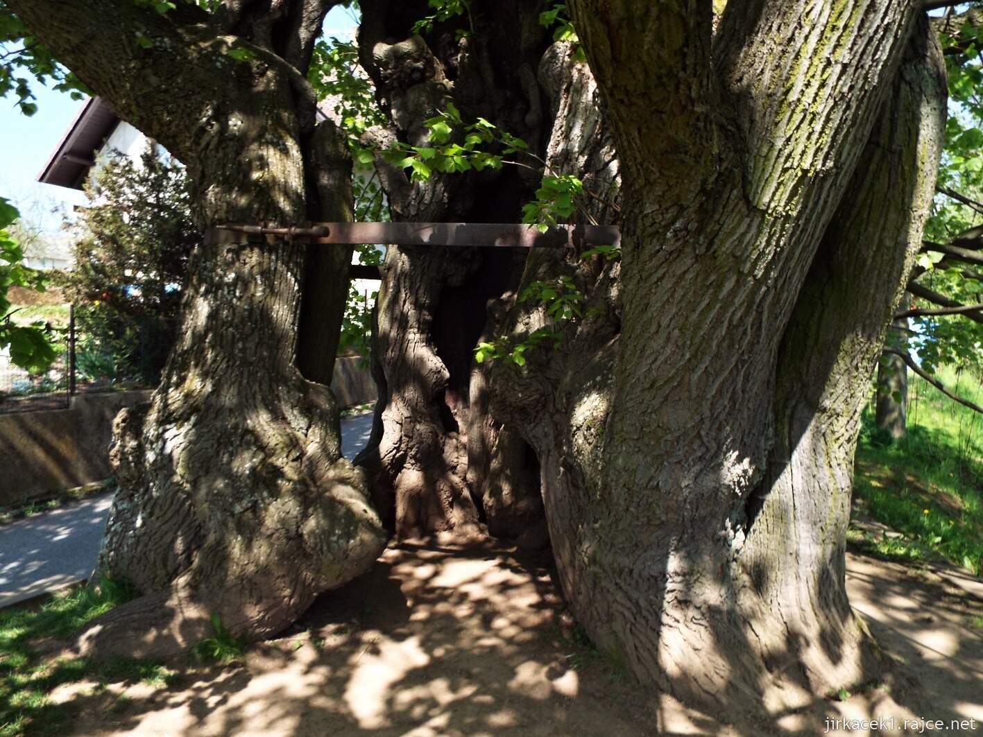 01 - Tatobity - lípa 07
